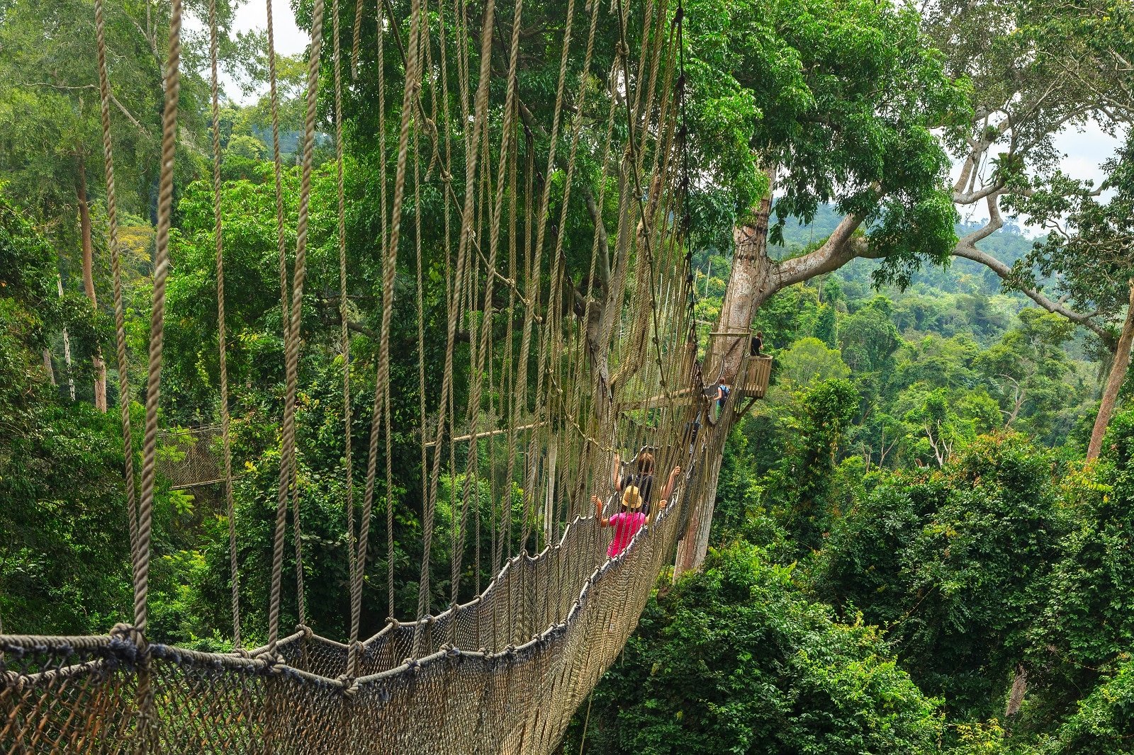 <p><span>In Kakum National Park, Ghana, the canopy walkway offers a rare view of West Africa’s tropical rainforest. This 350-meter-long and 30-meter-high walkway is an exciting way to observe the forest’s diverse ecosystem. The park is home to forest elephants, several primate species, and an abundance of birdlife. The canopy walk is a tourist attraction and an educational platform, providing insight into the importance of rainforest conservation.</span></p> <p><b>Insider’s Tip: </b><span>Visit the park early in the morning for the best wildlife viewing opportunities. </span></p> <p><b>When To Travel: </b><span>The dry season from November to March is the best time to visit. </span></p> <p><b>How To Get There: </b><span>Kakum is about a 3-hour drive from Accra, Ghana’s capital.</span></p>