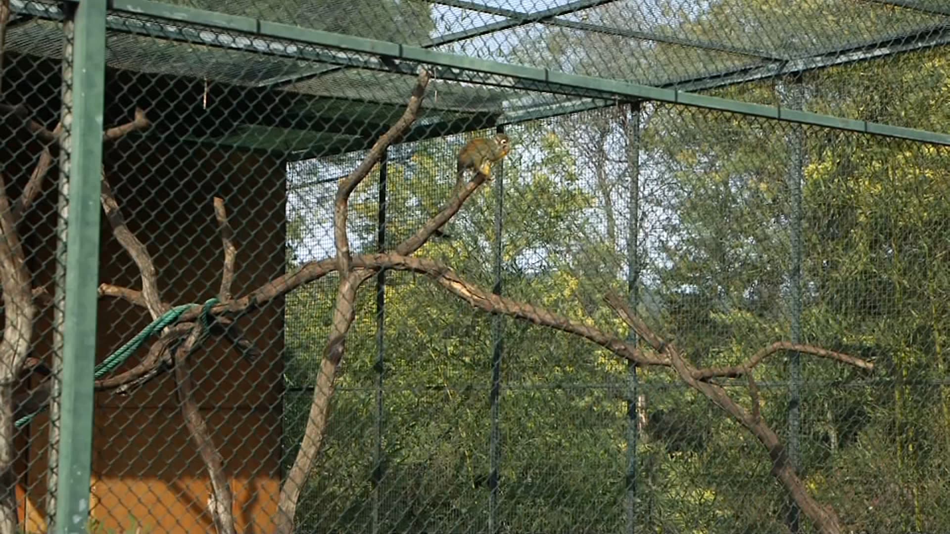 var: la sécurité renforcée au zoo de la londe-les-maures après le vol de 14 singes
