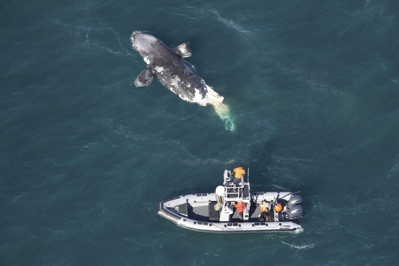 how to, we know how to save these beloved endangered whales. yet we’re mindlessly killing them.