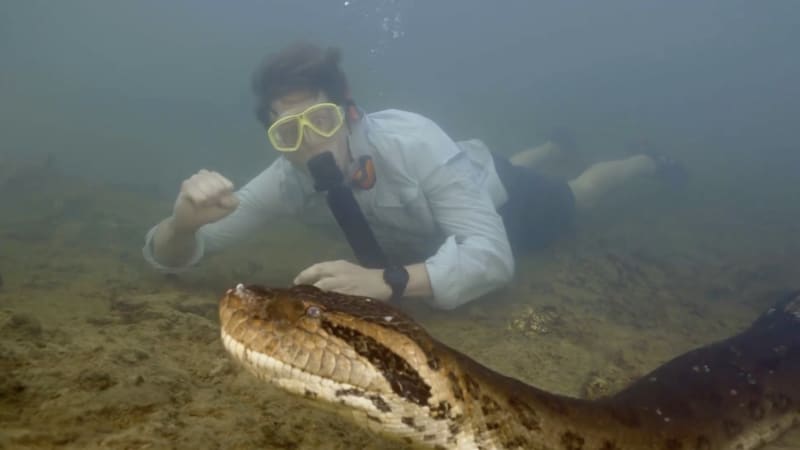 amazon, vědci hlásí unikátní objev: našli osmimetrového hada s hlavou velkou jako člověk