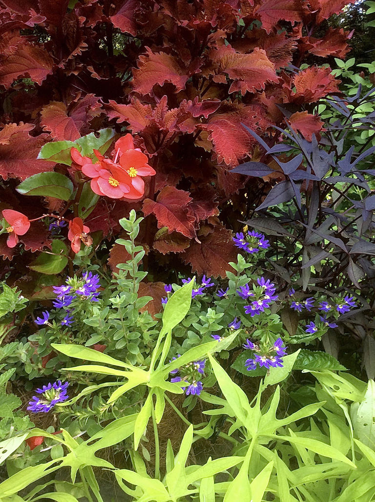 On Gardening: Add pop to the garden with ColorBlaze coleus