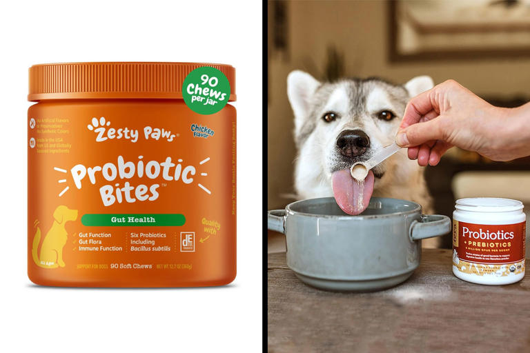 Best 10 Probiotics for Dogs in 2024 Reviewed