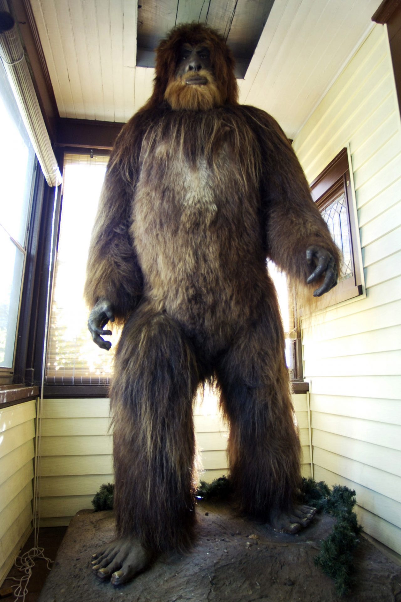 <p>The American version of the yeti, the Bigfoot, is more of the same: a legend of a cross between a bear and a gorilla that lives in the forests of North America.</p>