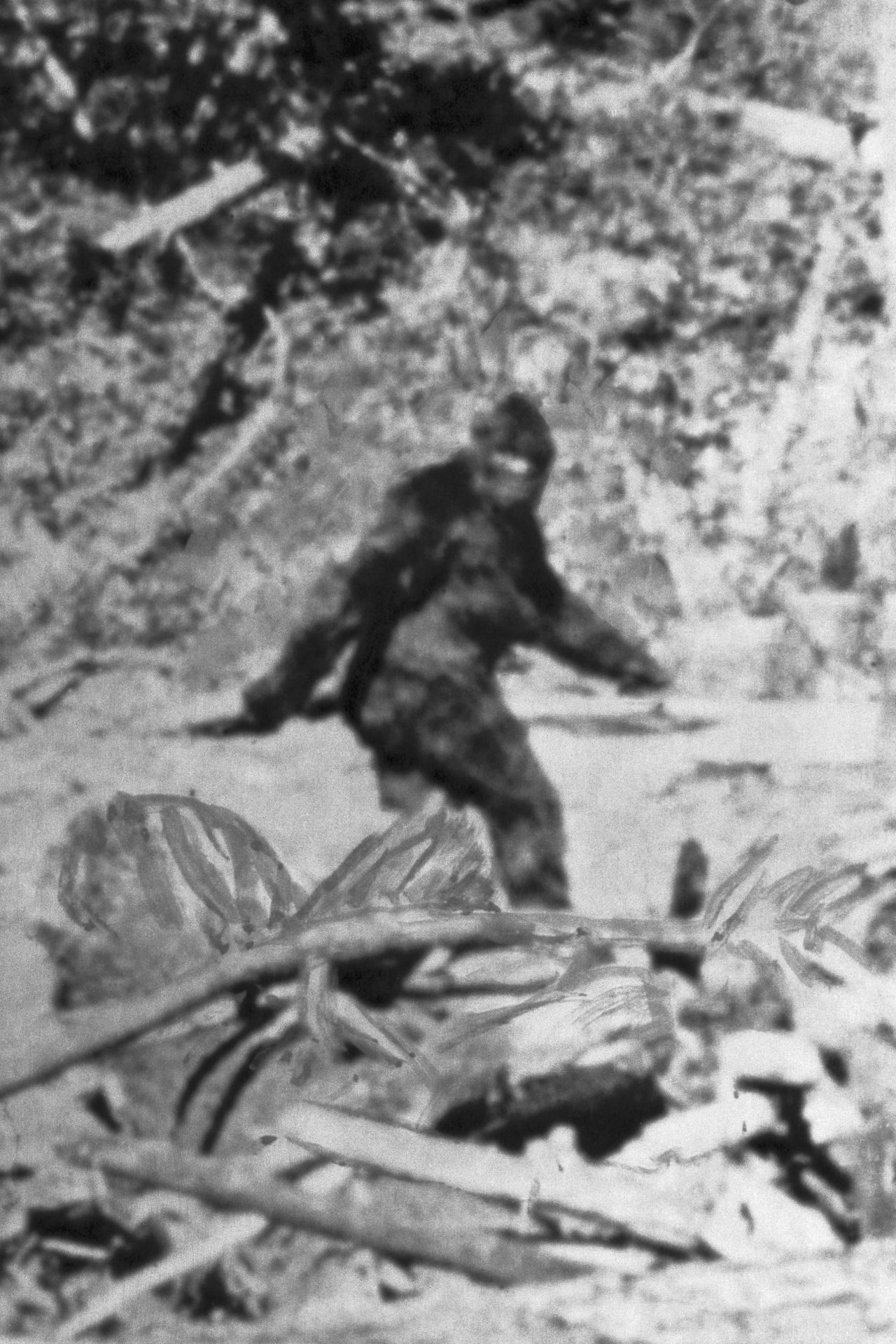 <p>In the 20th century there was still wild and unknown nature within the United States where, according to legend, Bigfoot took refuge. In Eureka, California, this image was captured, alleged graphic proof of the supposed existence of that mythical being.</p>
