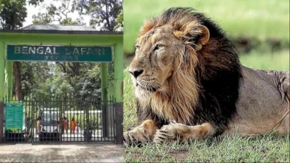 'why name lions akbar, sita?': high court asks bengal to rename big cats