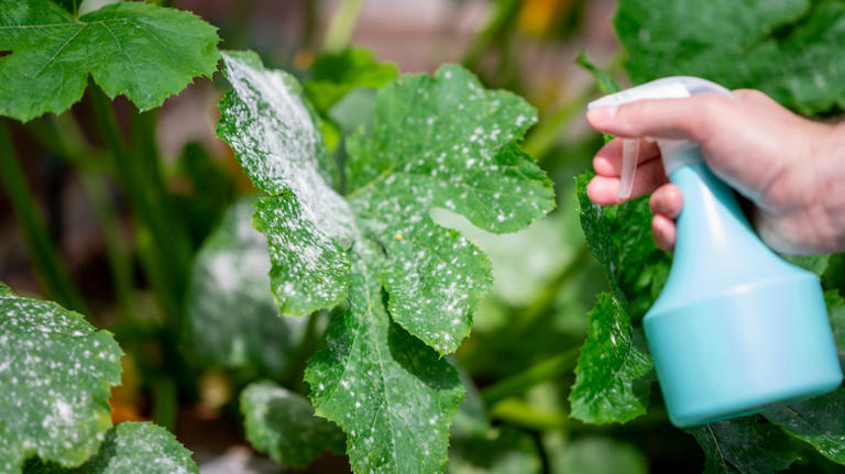 Is Cornstarch The Secret To Curbing Powdery Plant Mildew?