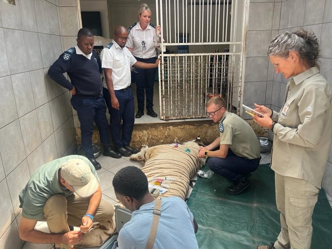 watch: first steps of freedom for bengal tigers after years of living at benoni home