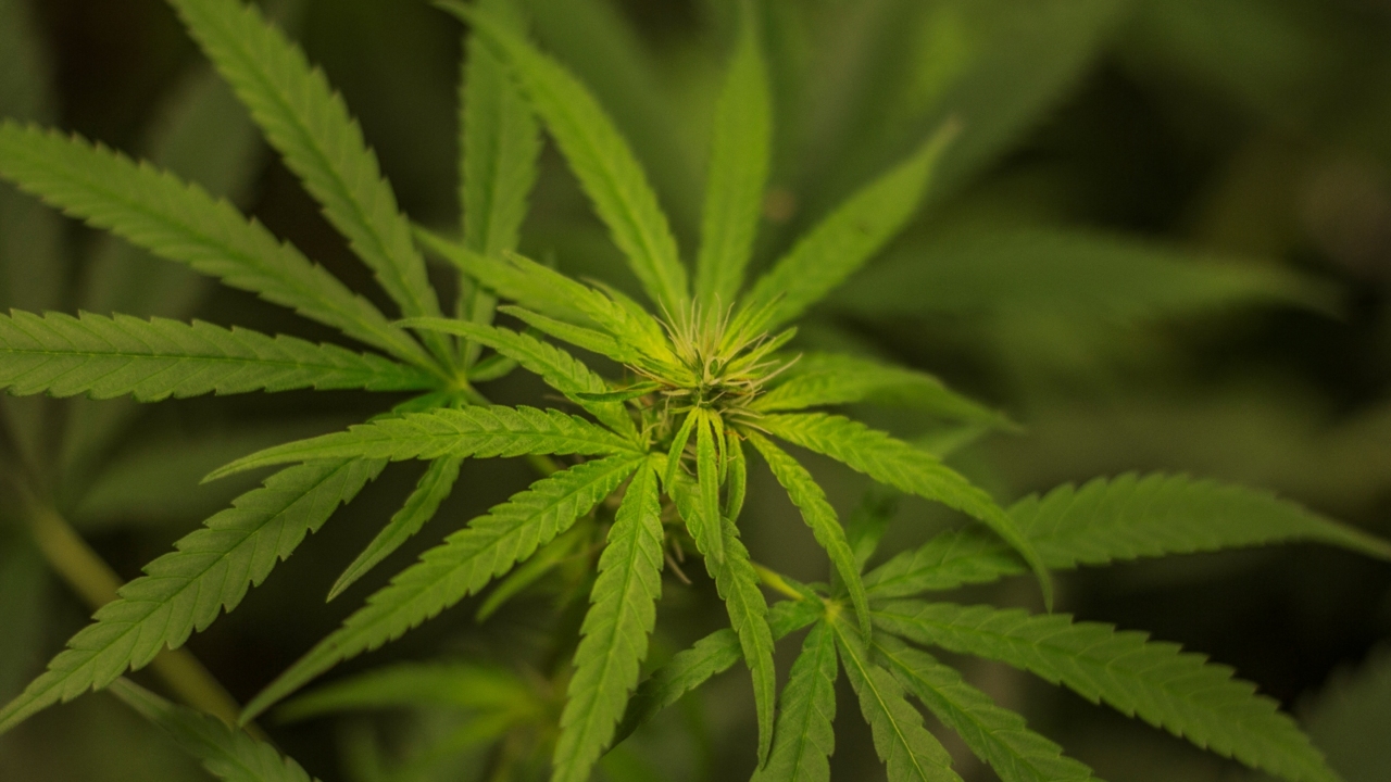legalising cannabis for recreational use a ‘bad recipe’ for australia