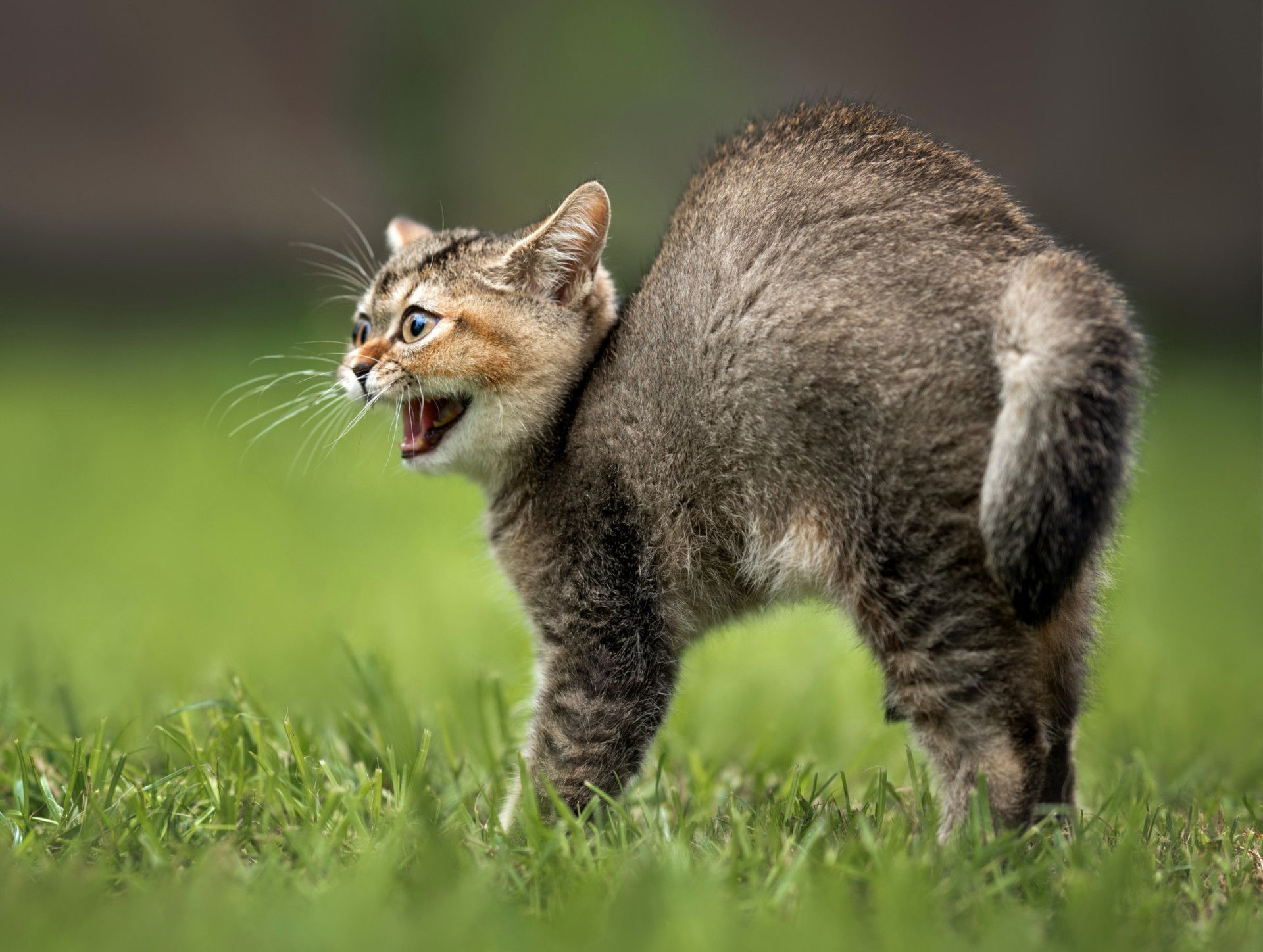 Warum fauchen Katzen, und was wollen sie uns damit sagen?
