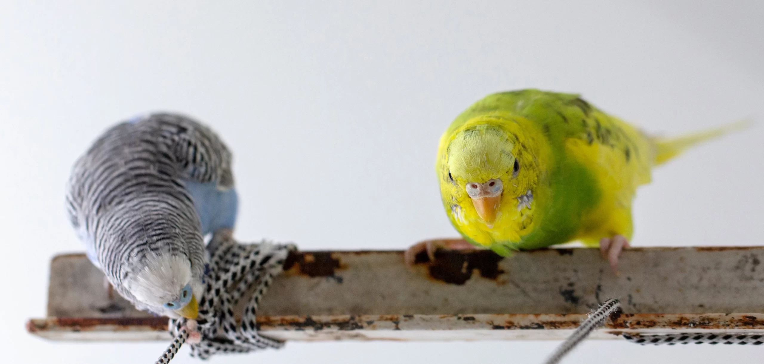 <p>Budgies are small, colorful birds that thrive in apartment settings. They are social creatures that enjoy interaction and can even learn to mimic speech and sounds. Providing them with a reasonably sized cage and regular engagement will keep them happy and chirpy, adding vibrancy to any small living space.</p>