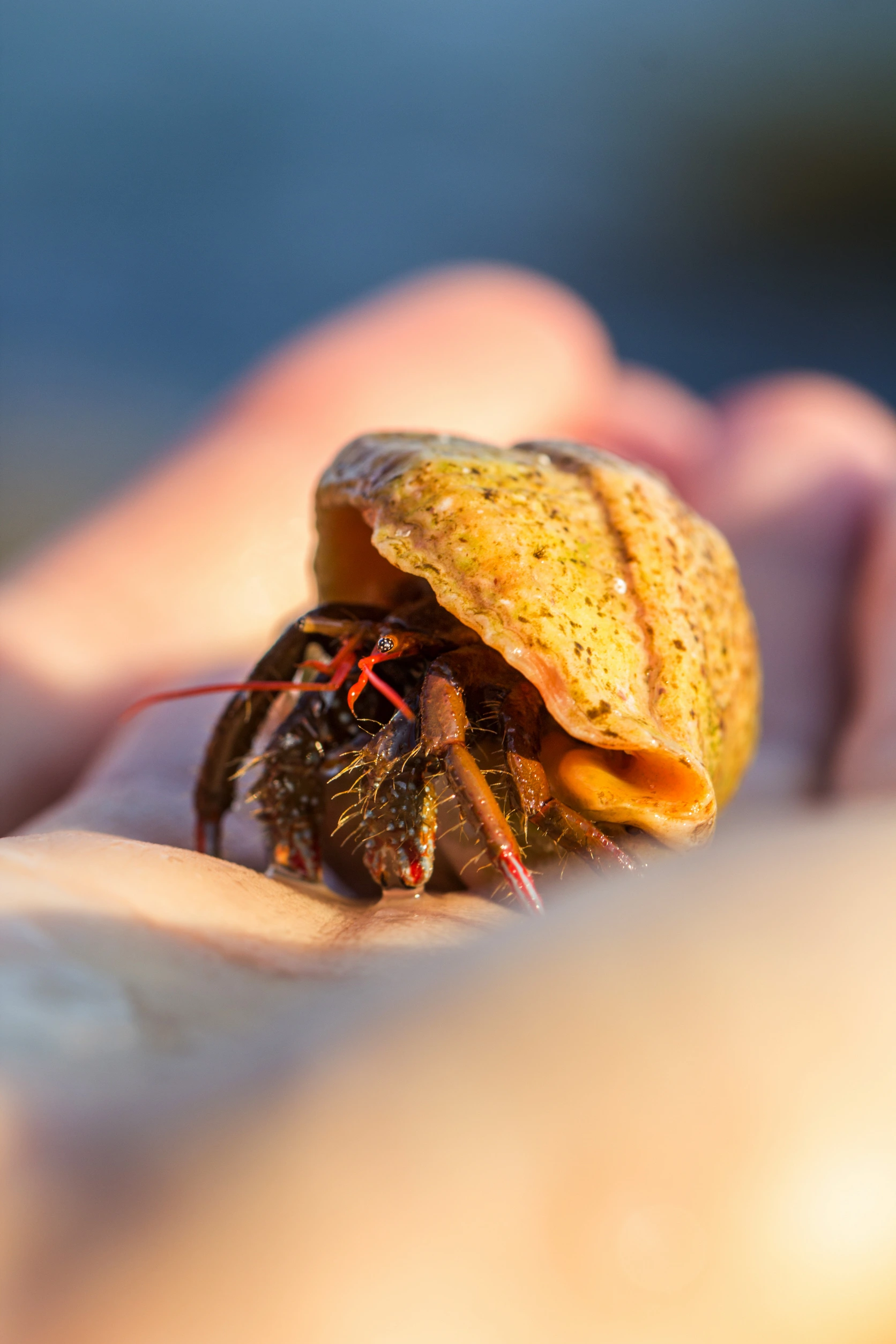 <p>Hermit crabs are interesting and easy-to-care-for pets, ideal for small living areas. They require a small tank with a proper habitat setup and are fascinating creatures to observe.</p> <p>Hermit crabs can be a great choice for those seeking a pet with minimal space and care needs, offering a unique pet-keeping experience.</p>