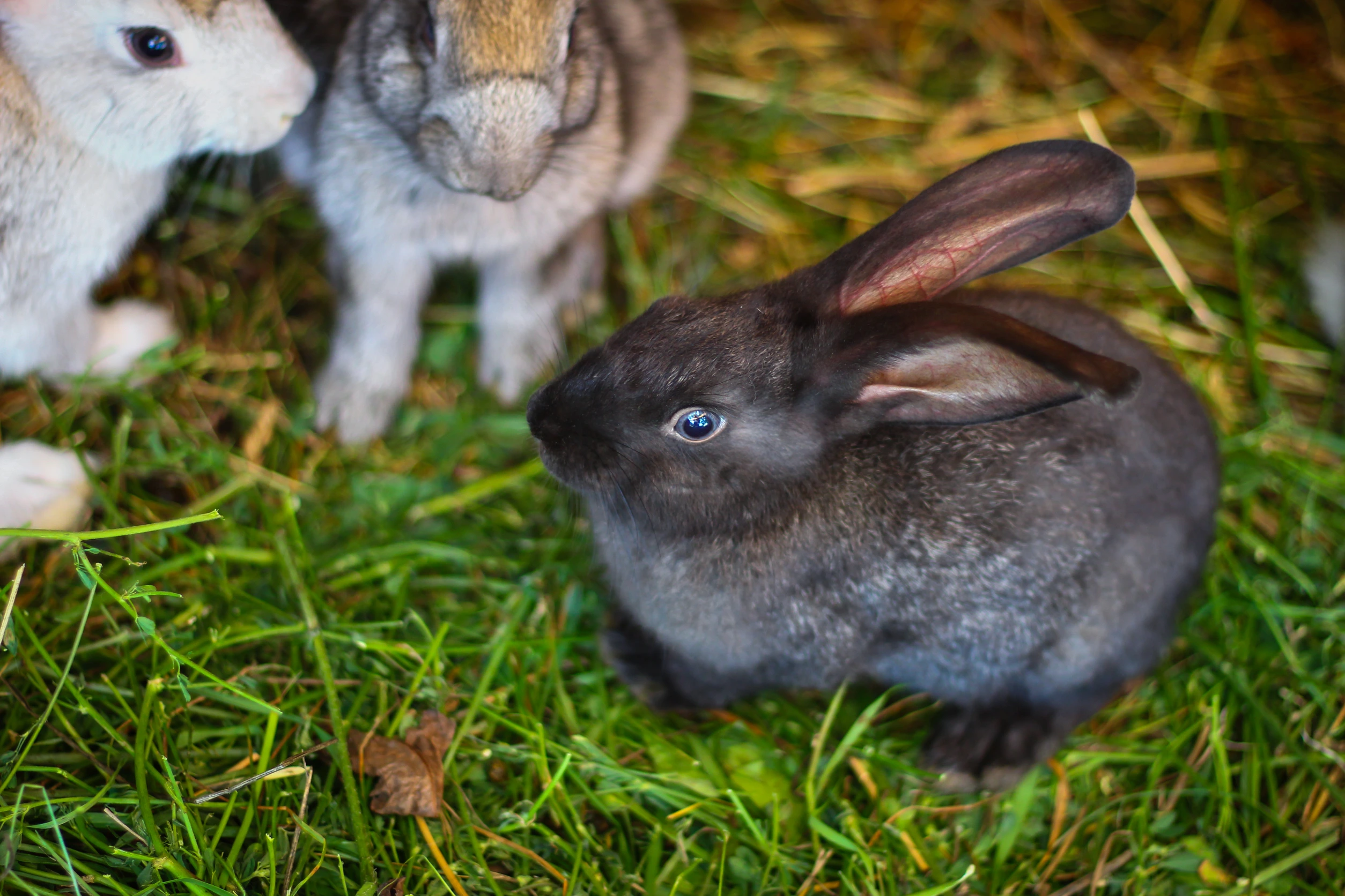 <p>Rabbits are an excellent choice for small living spaces. They are quiet, can be litter-trained, and don’t require outdoor space. Providing them with a cage and some time to hop around the apartment daily will keep them happy. Rabbits also have a gentle nature, making them suitable for a peaceful home environment.</p>