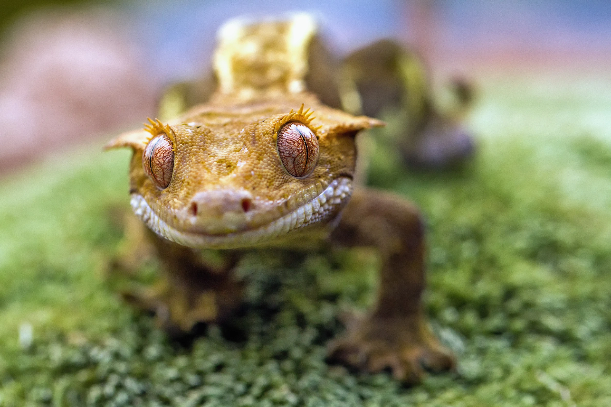 <p>Crested geckos, scientifically known as Correlophus ciliatus, are captivating creatures that make fantastic companions for apartment dwellers seeking a unique and manageable pet.</p> <p>These petite reptiles, originating from New Caledonia, boast vibrant colors and distinctive crests above their eyes, adding an exotic charm to any living space.</p> <p>Their small size, typically ranging from 6 to 10 inches in length, makes them perfectly suited for apartment living, as they require minimal space and can thrive in appropriately sized terrariums.</p>