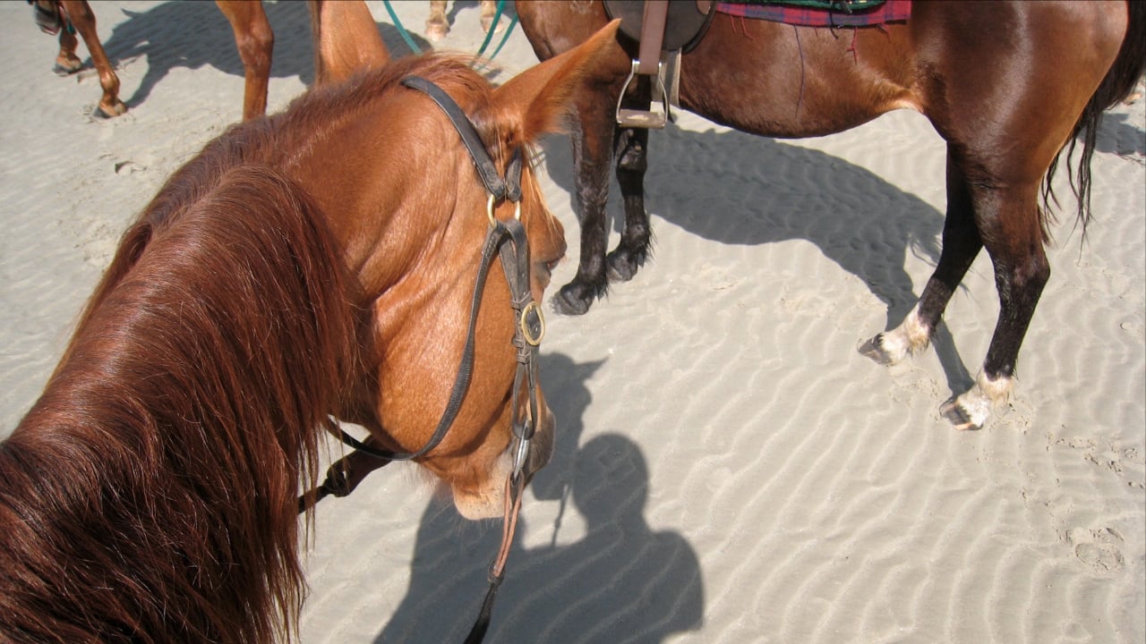<p>Cape San Blas is the perfect beach destination to explore on horseback. Riding experience is not necessary for an unforgettable time. Whether riding off into a sunset or booking a private excursion with a guide, there’s a horseback adventure for everyone. It’s a leisurely way to see the coastline, and this type of horseback riding is designed for all ages.</p>