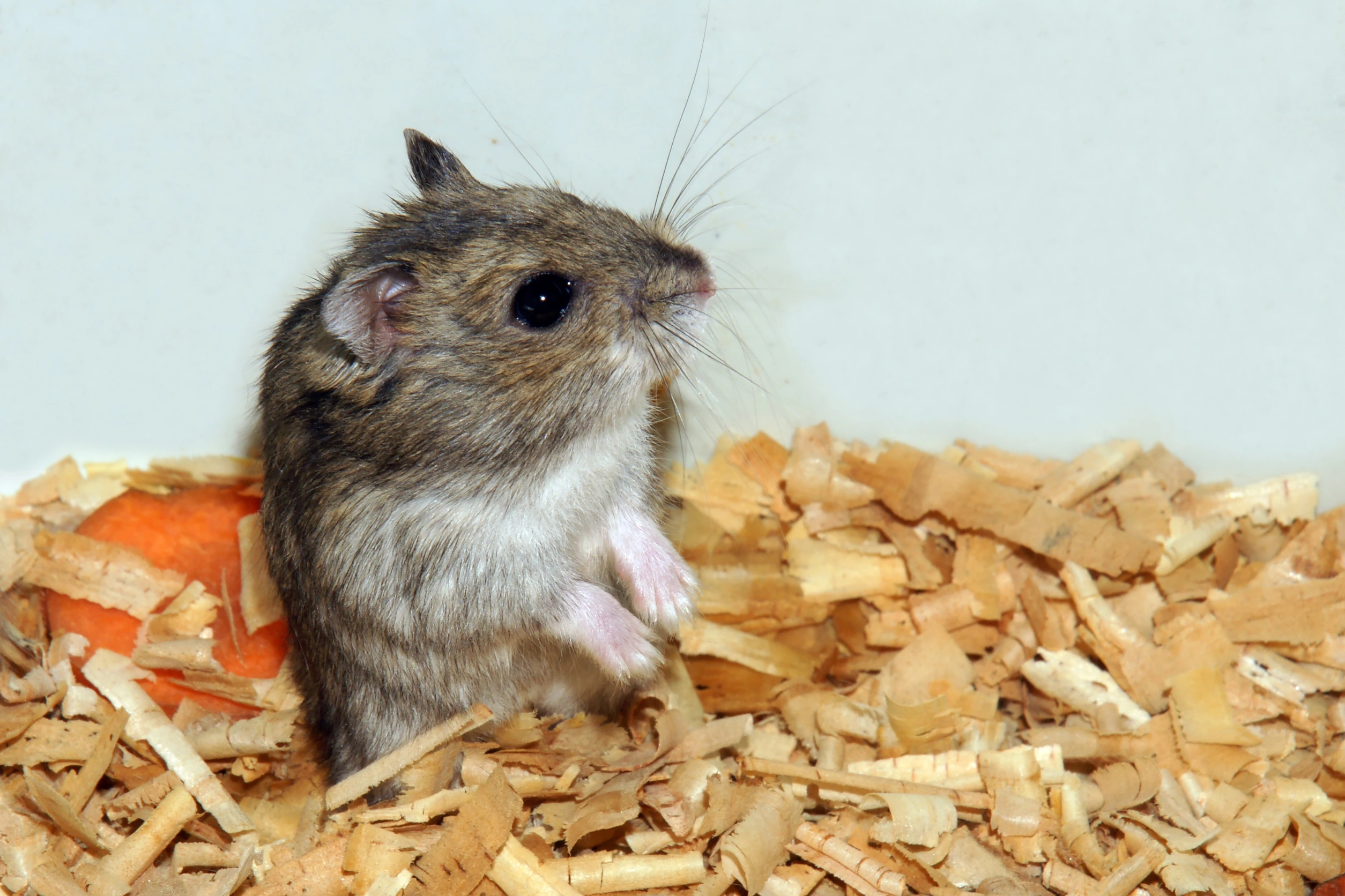 <p>These small rodents are ideal for people living in tiny houses or apartments. They are housed in cages that can fit in small spaces and are relatively low maintenance. Watching them play and scurry around can be delightful, and their nocturnal nature makes them active during evenings, aligning well with most people’s home schedules.</p>