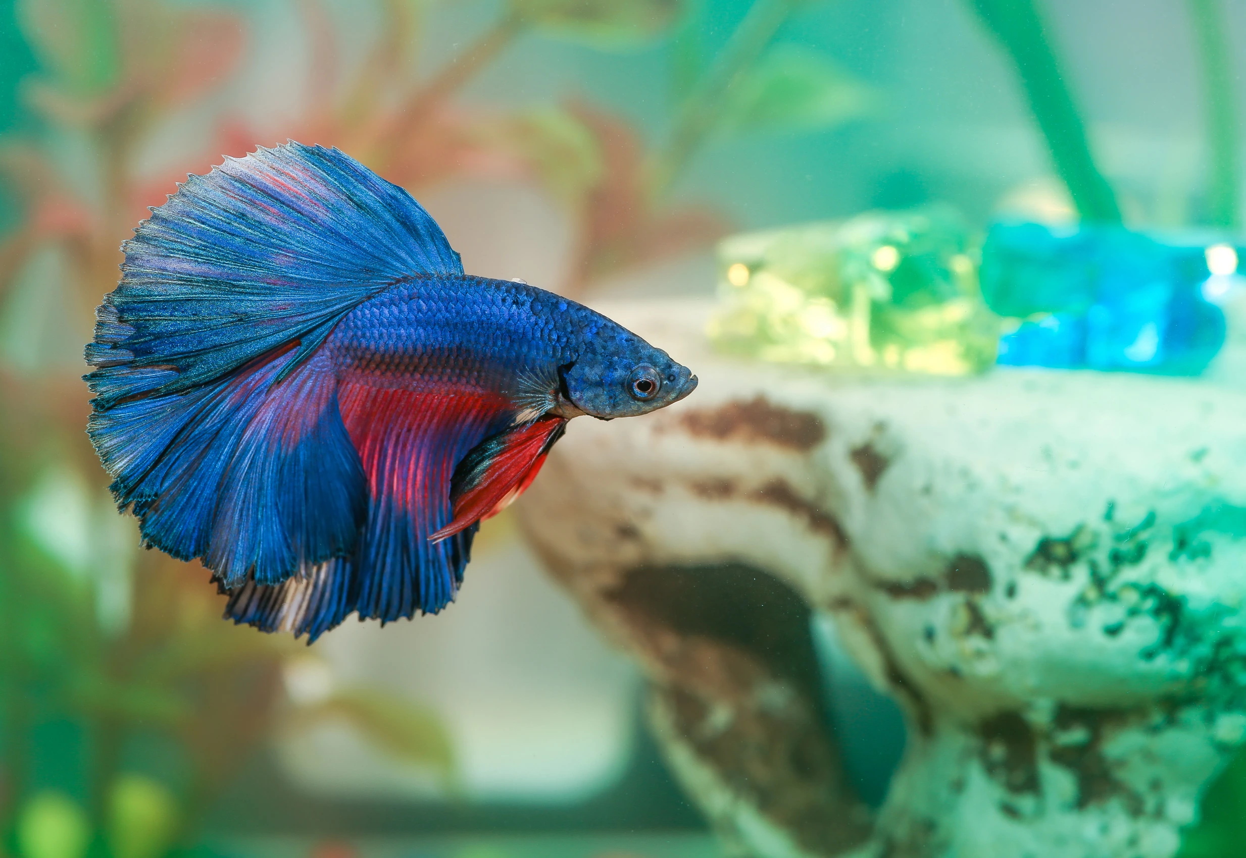 <p>Fish are excellent pets for small spaces. An aquarium not only houses these quiet creatures but also adds a decorative element to your living space. Species like tetras, guppies, and bettas are particularly well-suited for smaller tanks and are relatively easy to care for, making them perfect for beginners.</p>