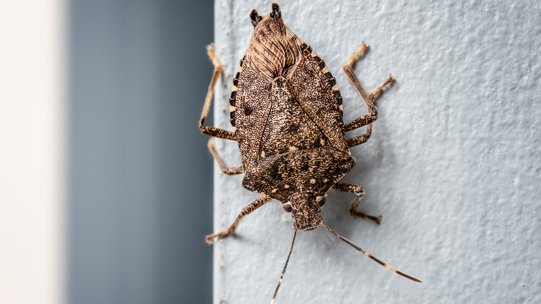 why it's important to not just repel but eliminate stink bugs (& what to use)
