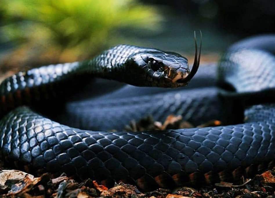 Deadly Snakes To Avoid In The Wild