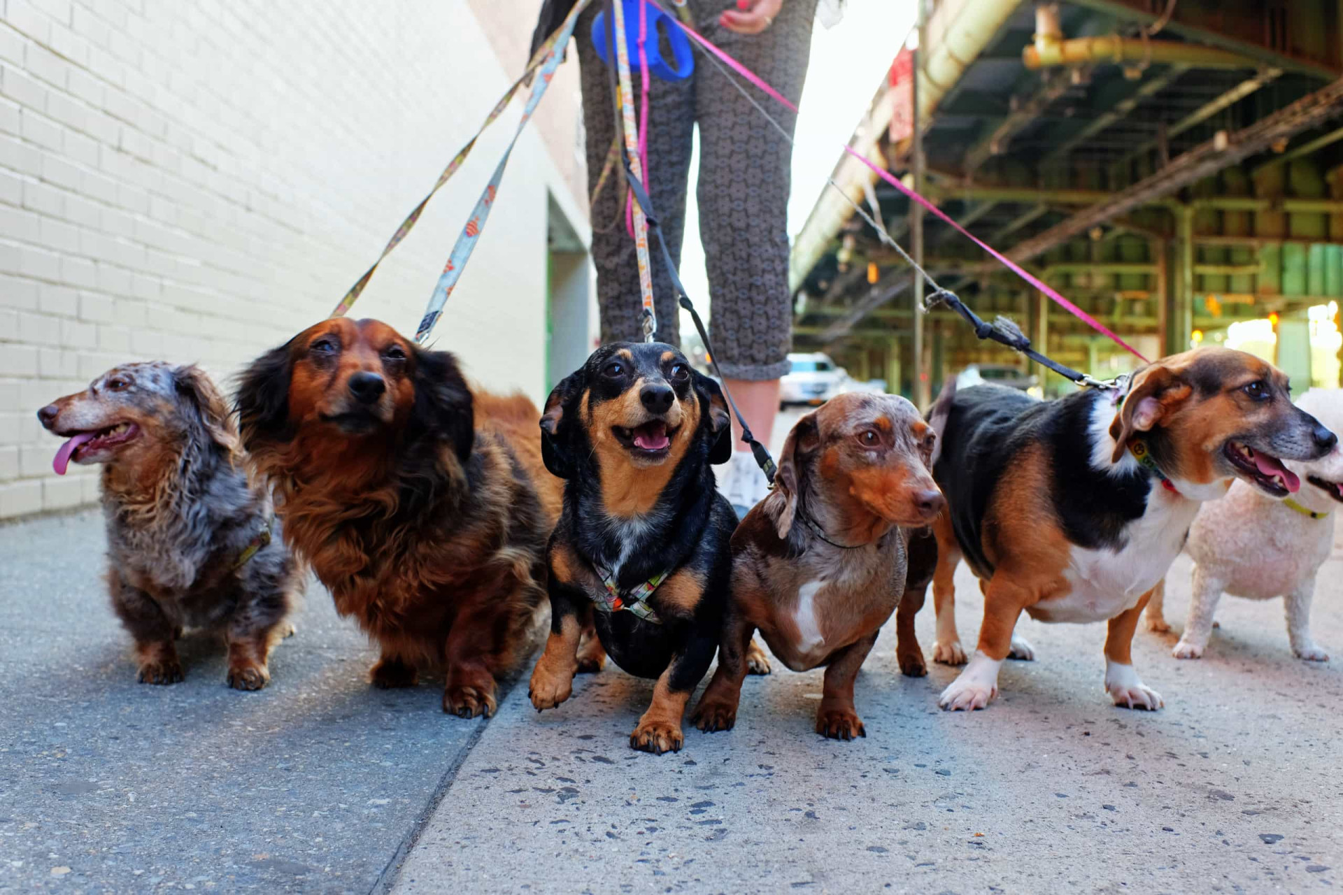 <p>Walking a cute canine typically from its residence and then returning sounds like tail-wagging stuff. But several <a href="https://www.starsinsider.com/lifestyle/431448/everything-you-need-to-know-about-fostering-a-dog" rel="noopener">dogs</a> at once can sometimes be, er, a houndful. And if you think it's just a walk in the park, then you're barking up the wrong tree.</p><p>You may also like:<a href="https://www.starsinsider.com/n/487828?utm_source=msn.com&utm_medium=display&utm_campaign=referral_description&utm_content=434684v2en-us"> Traditional Christmas dishes from around the world</a></p>