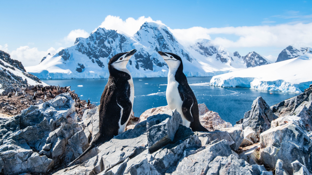 <p>There’s no quick or inexpensive way to get to this frozen continent, but the relative few who make the journey return home amazed forever. More than just a giant sheet of ice, Antarctica has mountains, starkly beautiful barren beaches, and thriving wildlife all along its edges.</p>