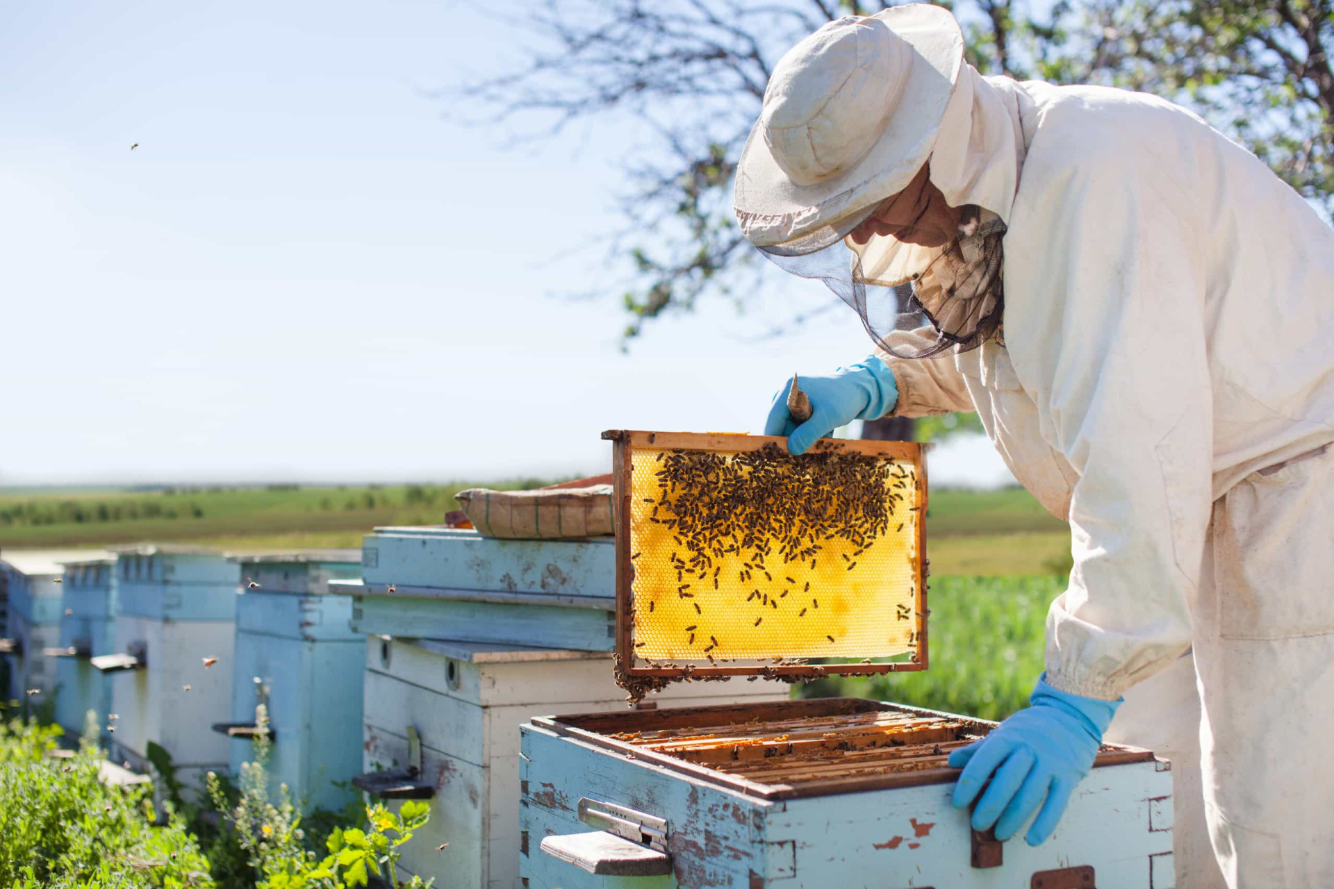 <p>Put simply, a beekeeper is a person who keeps <a href="https://www.starsinsider.com/lifestyle/355666/world-bee-day-fun-easy-ways-to-help-bees-this-summer" rel="noopener">bees</a>. Also known as honey farmers, theirs is a vital job, especially because of the use of honey bees to provide pollination services to fruit and vegetable growers. Busy honey bees also produce commodities such as honey, beeswax, pollen, and royal jelly.</p><p><a href="https://www.msn.com/en-us/community/channel/vid-7xx8mnucu55yw63we9va2gwr7uihbxwc68fxqp25x6tg4ftibpra?cvid=94631541bc0f4f89bfd59158d696ad7e">Follow us and access great exclusive content every day</a></p>