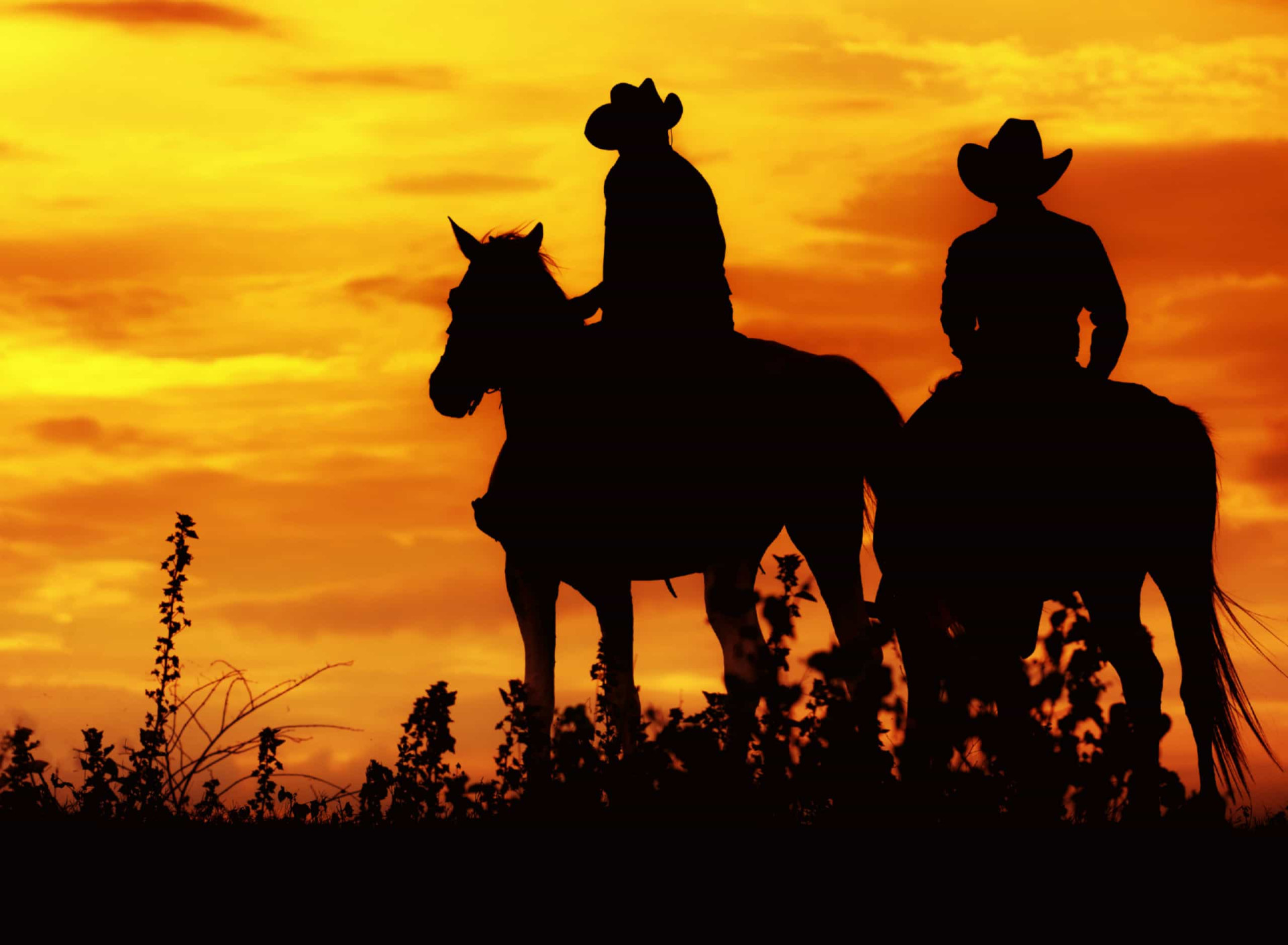 <p>Saddle up and hit the trail! Professional ranchers, or animal wranglers, are experts at rounding up errant livestock. Besides ranch work, a skilled horseman is often required to transport and oversee animals for television and film studios. The Old West is as alluring as ever, it seems.</p><p><a href="https://www.msn.com/en-us/community/channel/vid-7xx8mnucu55yw63we9va2gwr7uihbxwc68fxqp25x6tg4ftibpra?cvid=94631541bc0f4f89bfd59158d696ad7e">Follow us and access great exclusive content every day</a></p>