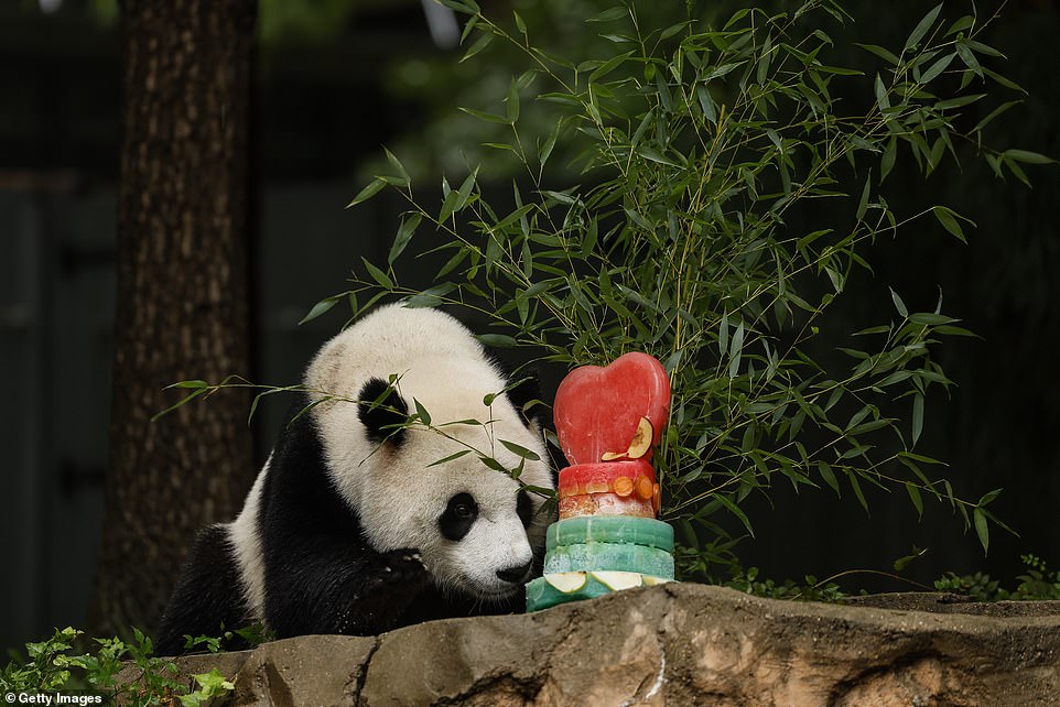 China to re-establish ties with US by sending pandas to San Diego Zoo