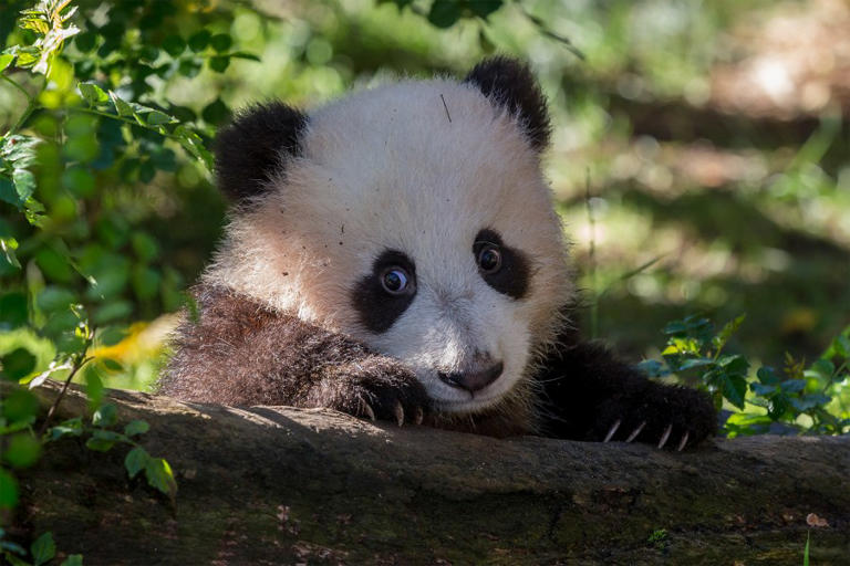 San Diego Zoo prepares for return of giant pandas