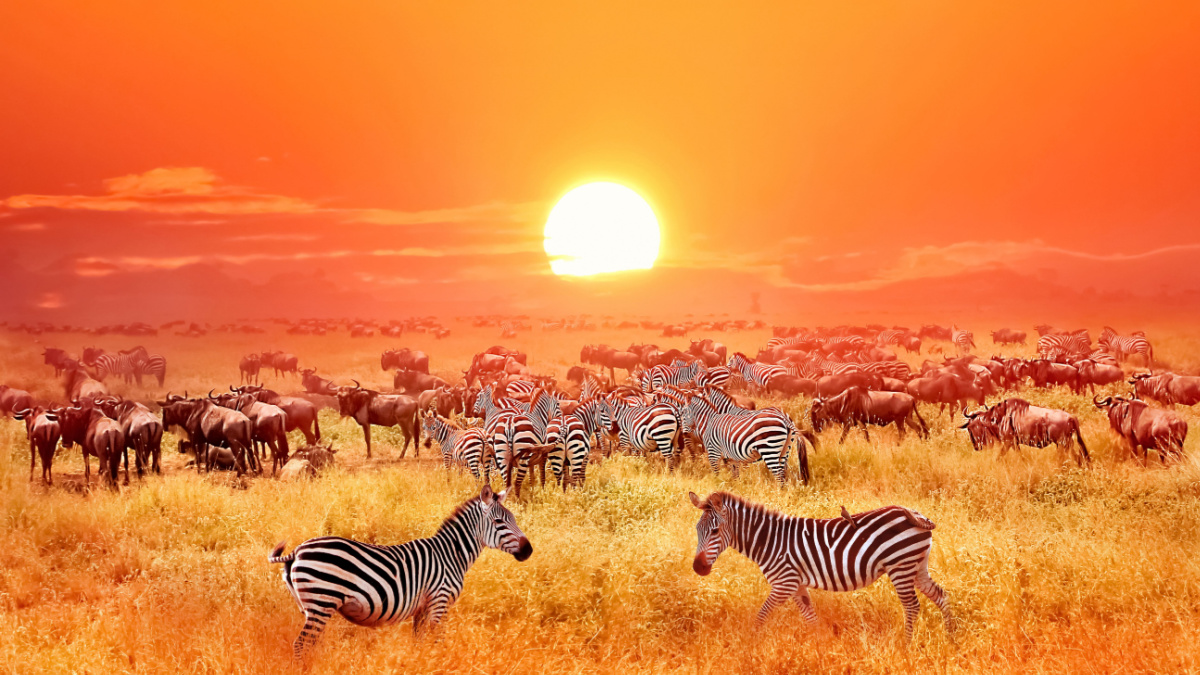 <p>Mostly in Tanzania, the Serengeti is an African expanse famous for its huge herds of wildlife, including predators such as lions and cheetahs. Dominating it all is Mount Glacier-clad Kilimanjaro, the highest point on the continent.</p>