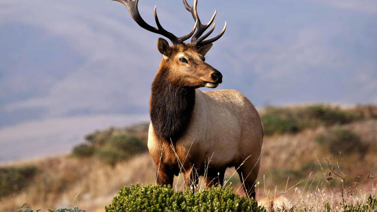 Caribou vs Elk: 8 Main Differences Explained