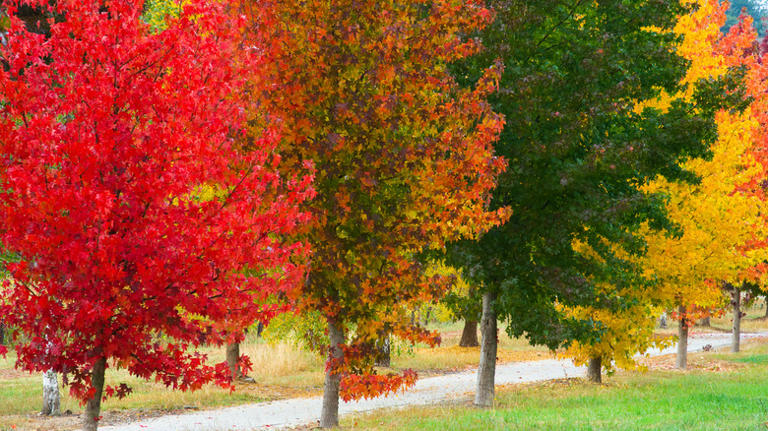 The Best Time Of Year To Prune Your Sweetgum Tree, And How To Do It