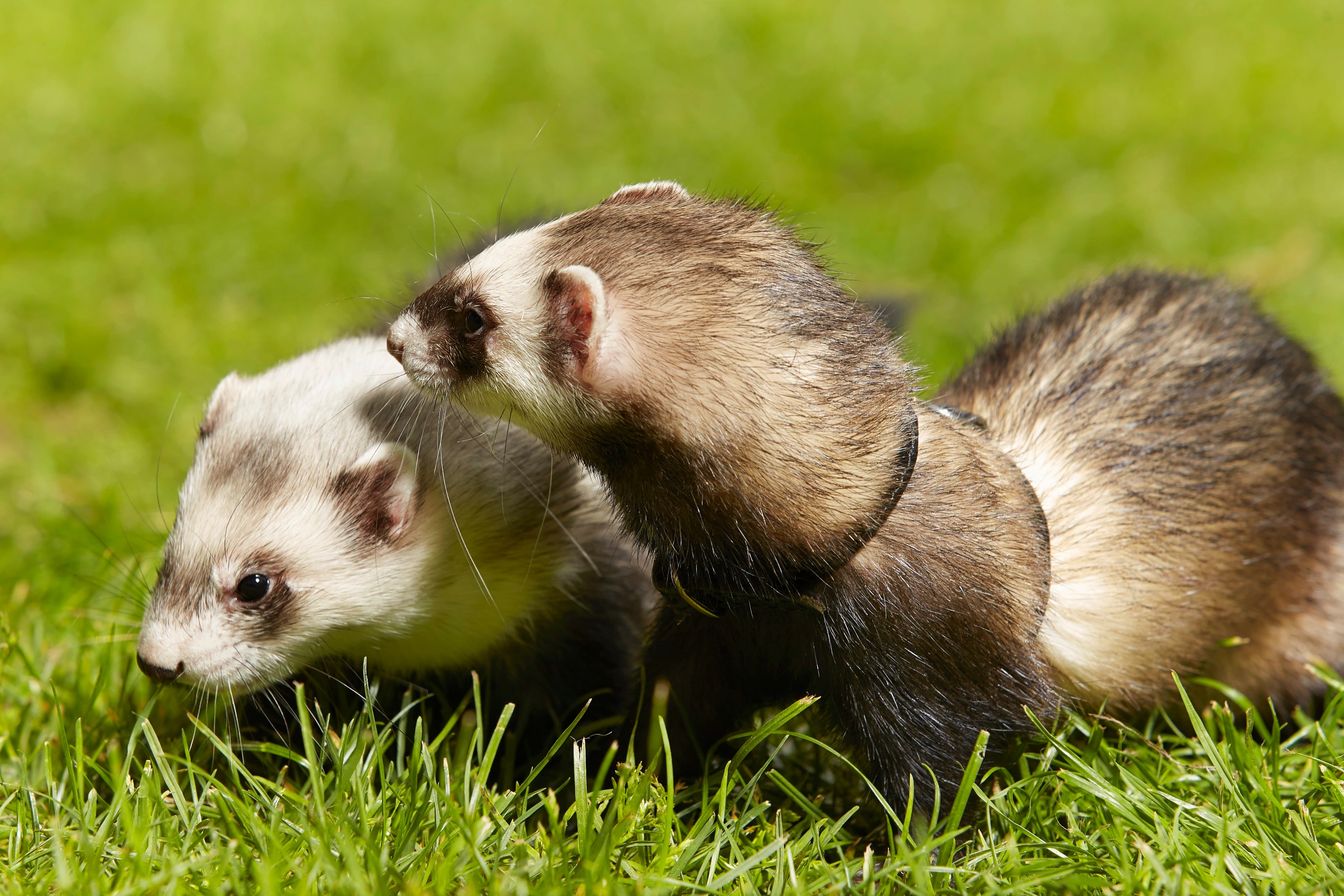 <p>Ferrets are lively and curious pets that can adapt well to apartment living with proper care and space management. While they are active and require regular playtime and mental stimulation, they can thrive in smaller living environments with adequate space for exploration and enrichment.</p> <p>Ferrets are known for their playful antics and can form strong bonds with their owners, providing endless entertainment and companionship.</p>