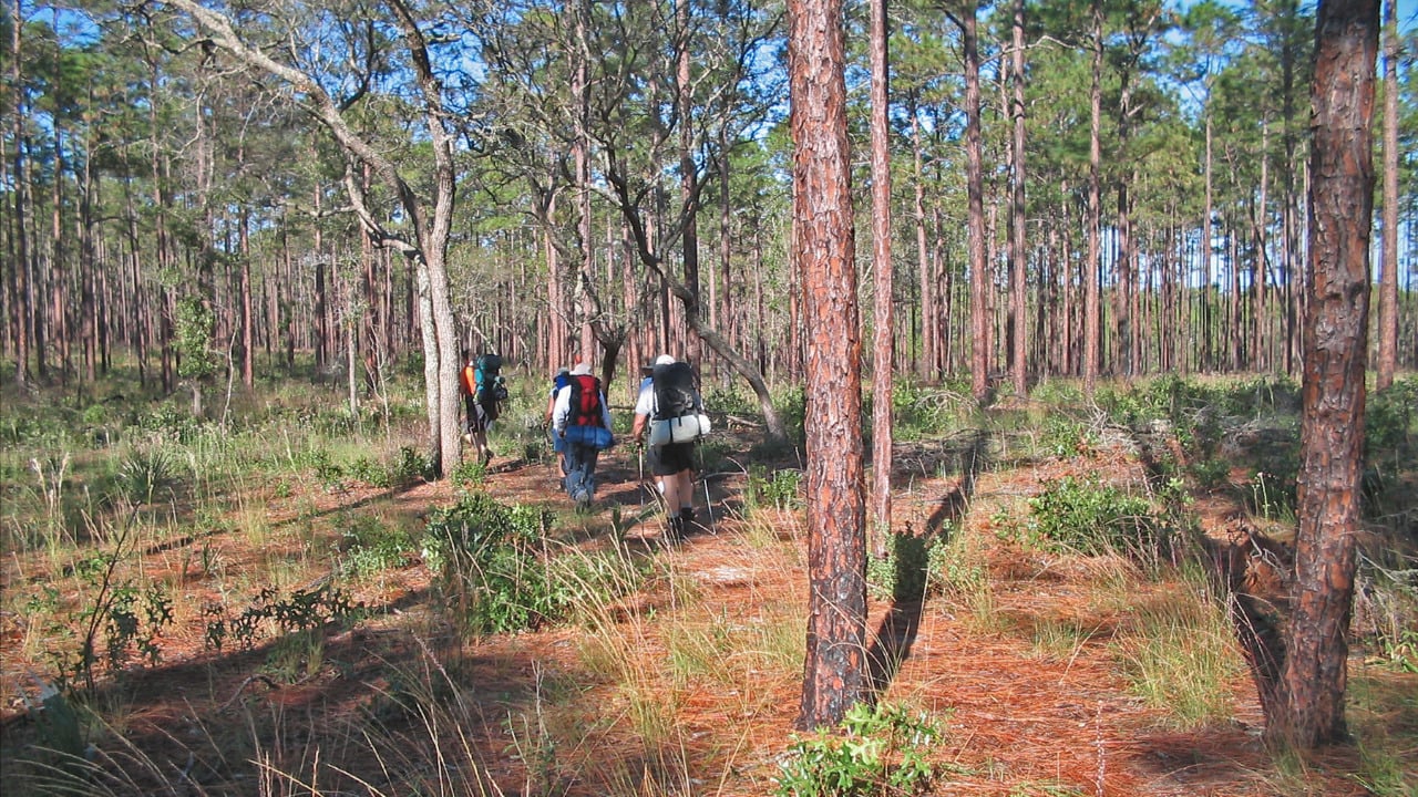 <p>Advanced hikers looking for a multi-day experience will love the 1,300-mile <a href="https://www.fs.usda.gov/fnst" rel="nofollow noopener">Florida National Scenic Trail</a>. Travel through subtropical prairies, swamps, pristine oak hammocks, and pine forests. The trail begins in the panhandle portion of the state before it continues into Central Florida. Hikers will see National Forests, beautiful beaches, and Florida waterways where nature reigns. </p>