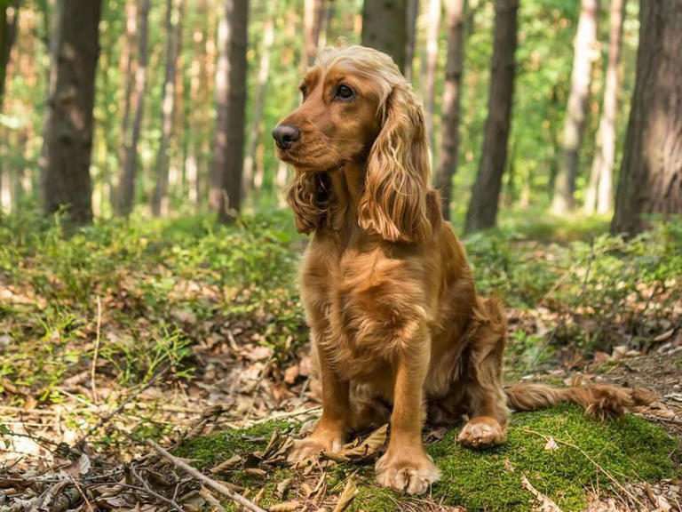 English cocker spaniel