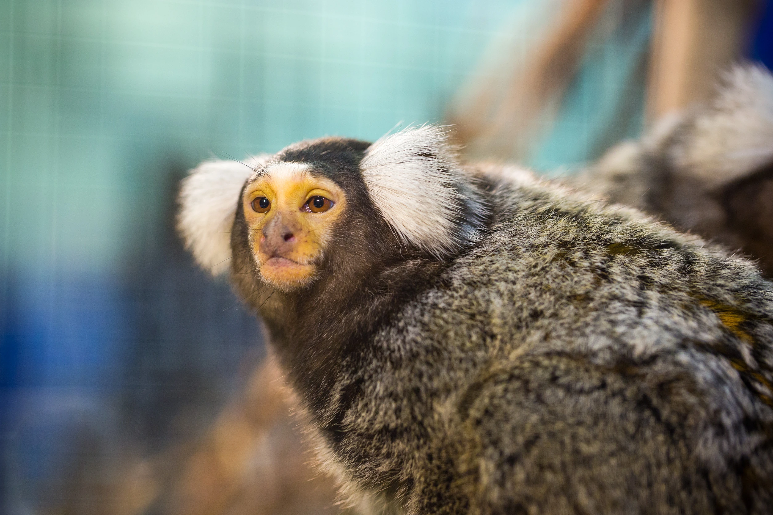 <p>Marmosets are fascinating primates that can be suitable for apartment living under the right circumstances. These small monkeys are highly intelligent and social animals, requiring plenty of mental stimulation and interaction with their human caregivers.</p> <p>While they may need more space and specialized care compared to some other pets on this list, dedicated owners can provide enriching environments for marmosets in smaller living spaces, fostering a unique bond and companionship experience.</p>
