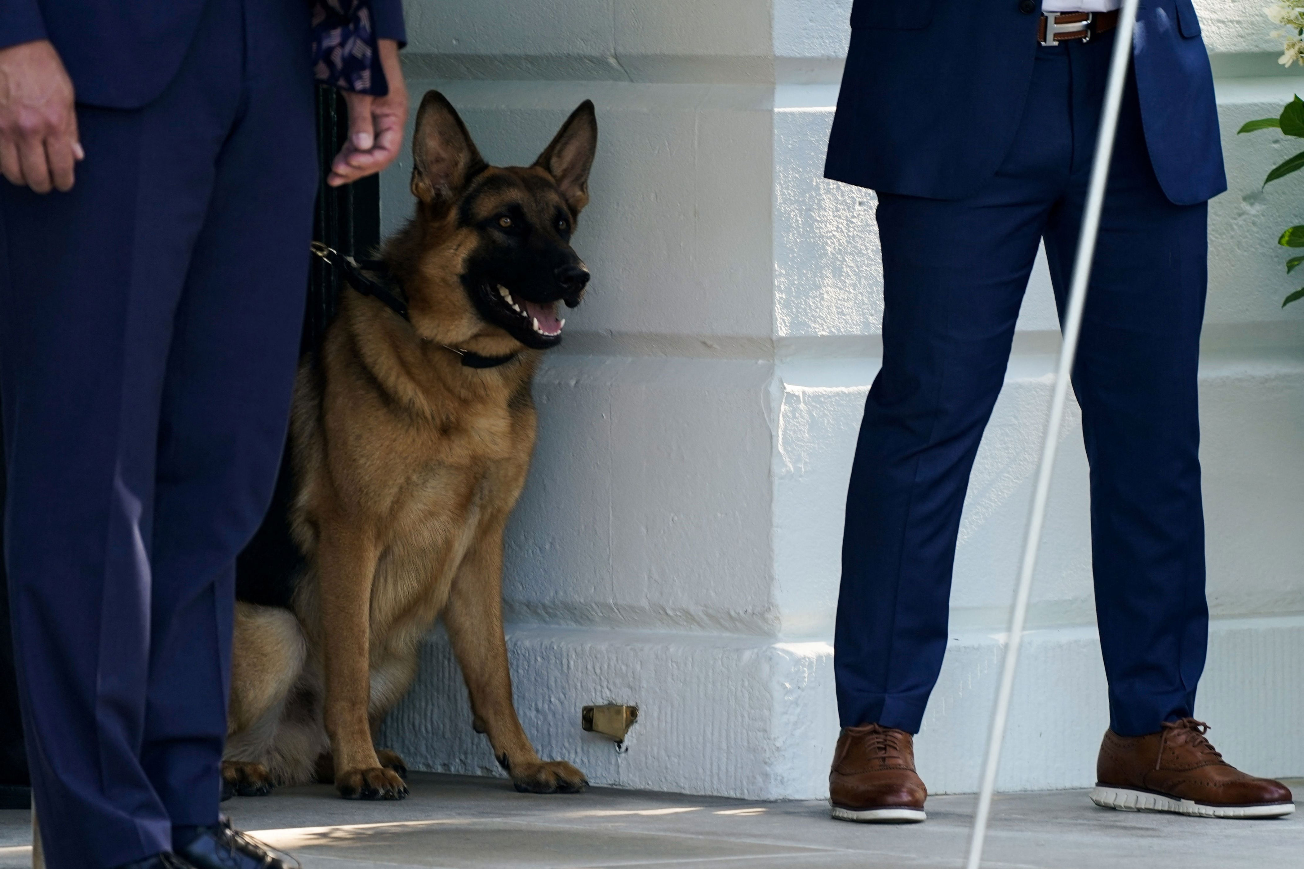biden's dog bit at least 24 secret service agents before leaving white house