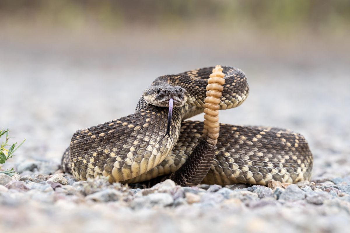 first rattlesnake bite of the year prompts urgent new warnings