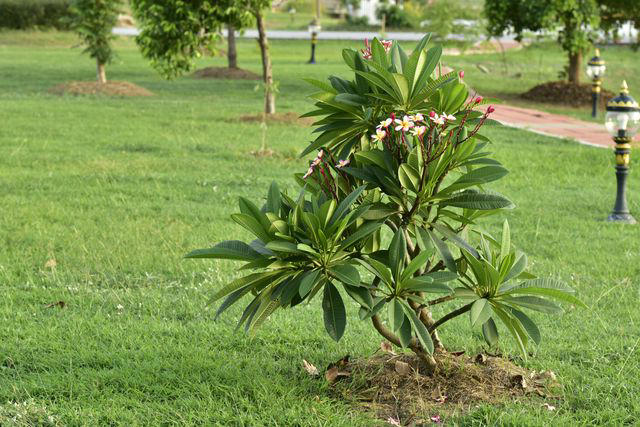 How to Grow and Care for Plumeria Flowers