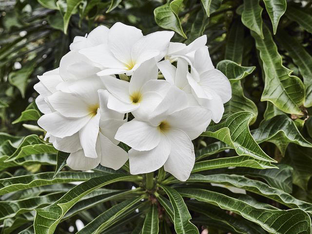 How to Grow and Care for Plumeria Flowers