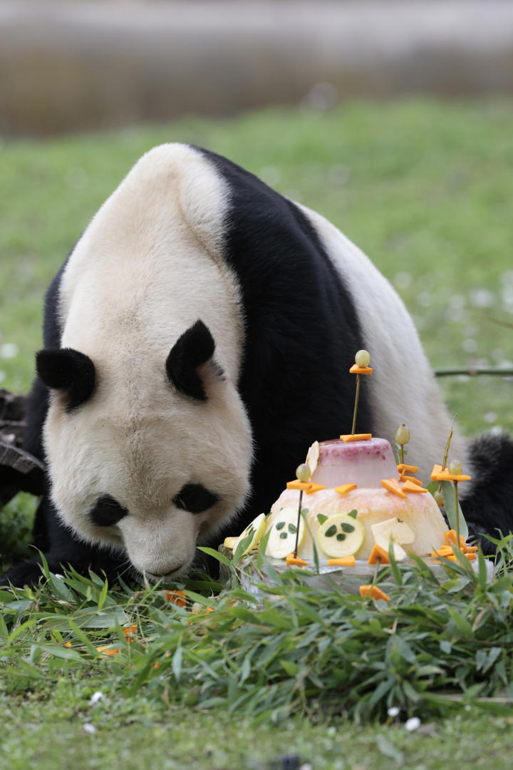Madrid se despide de 5 pandas y renueva su acuerdo con China
