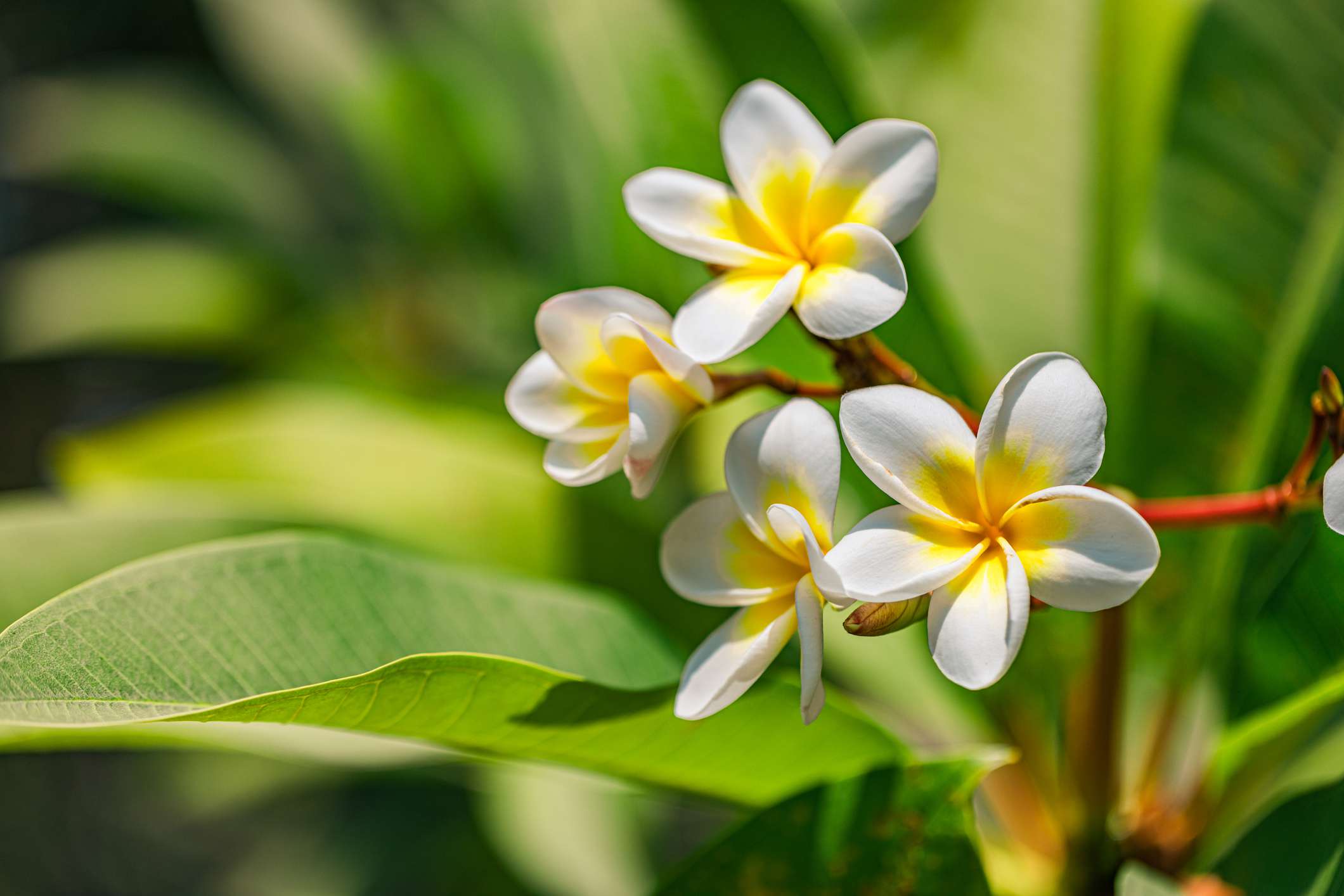 How To Grow And Care For Plumeria Flowers