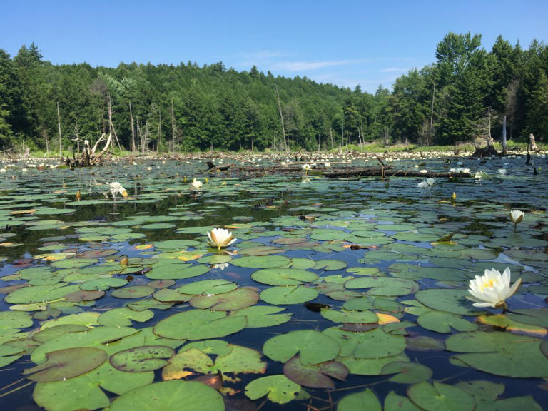 Lake George Land Conservancy awarded $4.15M for conservation