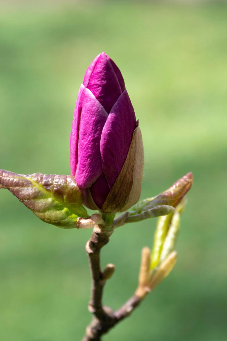 10 Magnolia Tree Varieties Every Good Gardener Knows