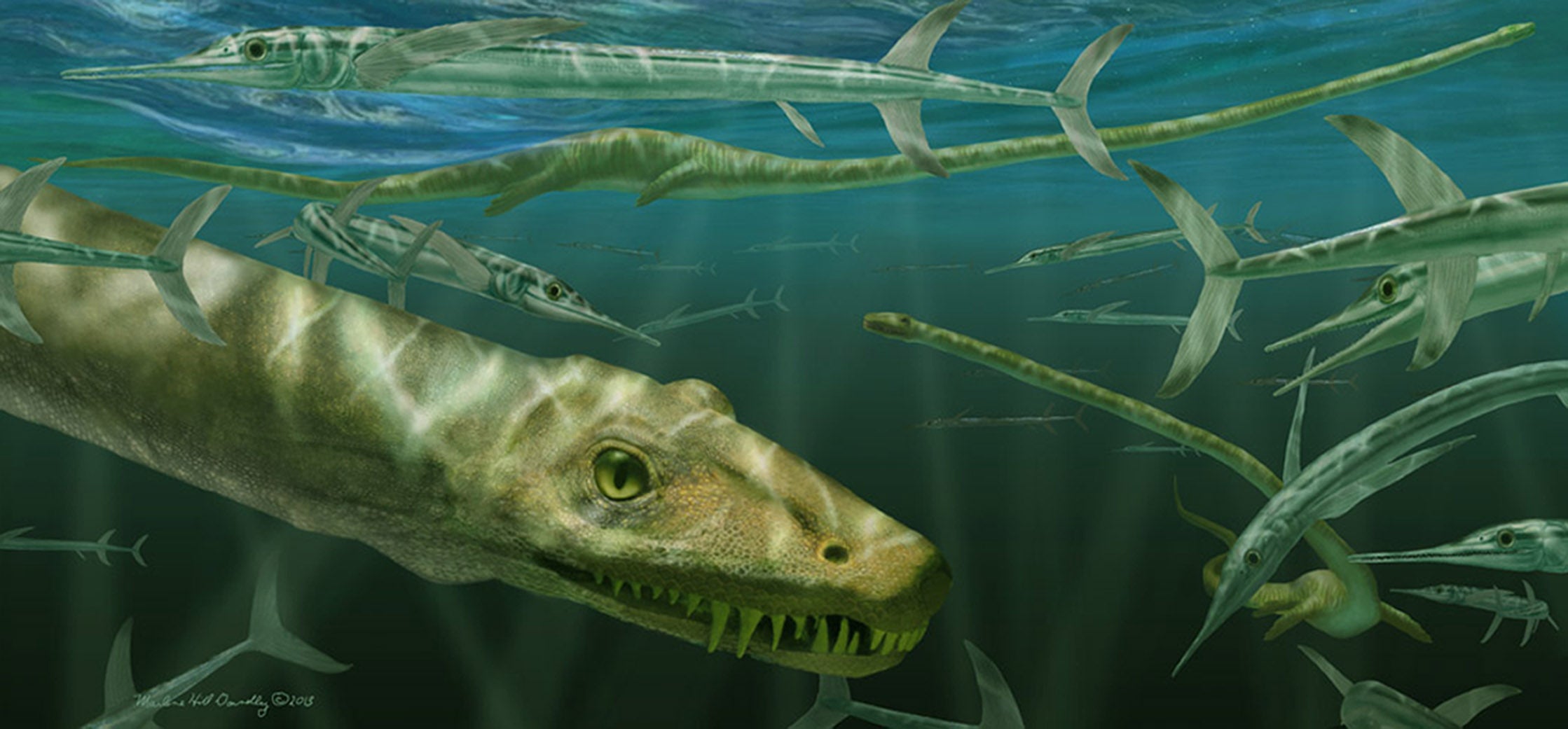 palaeontologists unveil secrets of 240-million-year-old ‘chinese dragon’