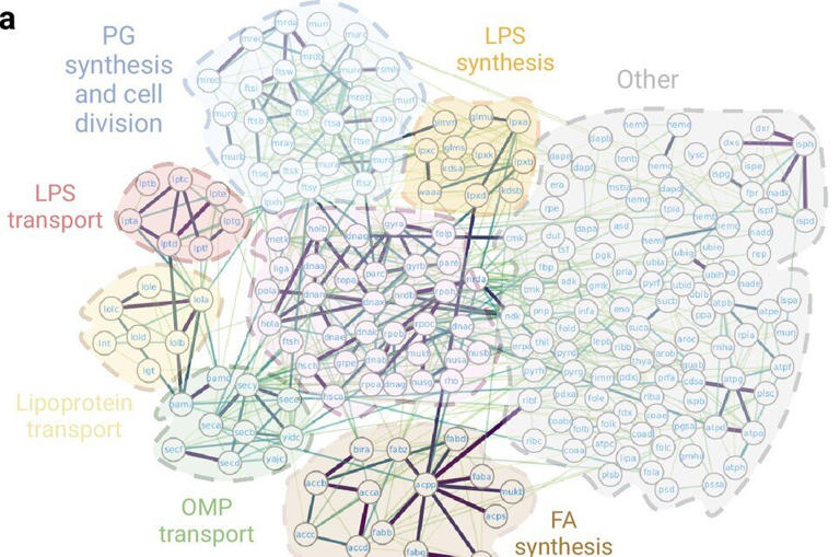 AI helps provide the most complete map of interactions key to bacterial ...