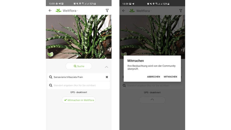 GratisApp für HobbyGärtner Damit erkennen Sie Blumen, Bäume und Co