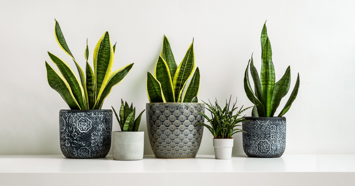 Beat Mold Naturally with These 5 House Plants