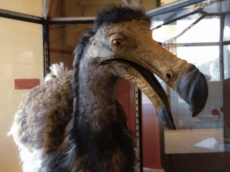 15 Facts About The Dodo Bird