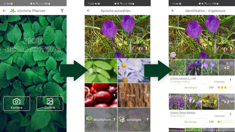 GratisApp für HobbyGärtner Damit erkennen Sie Blumen, Bäume und Co