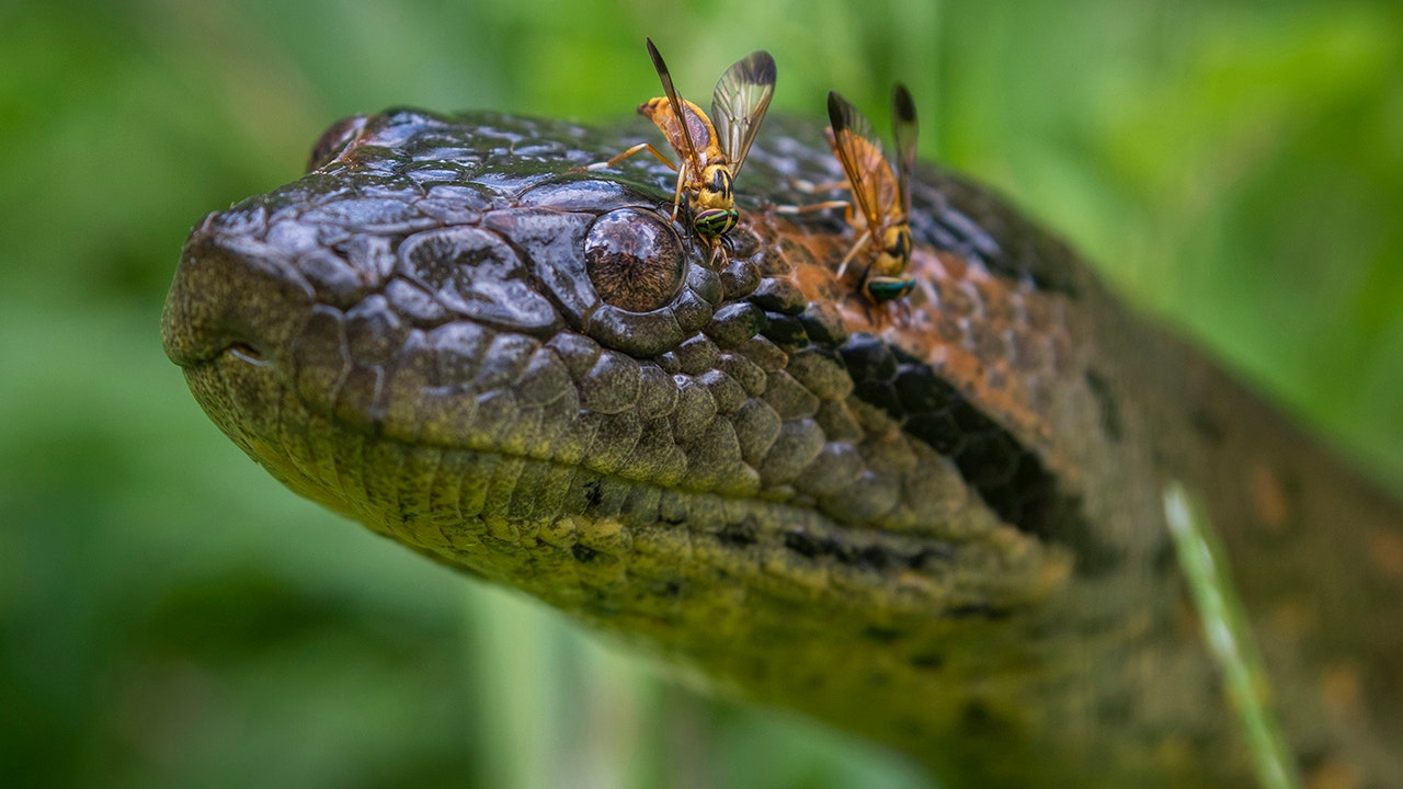 amazon, snake discovery as explorers identify new species of anaconda that's the 'biggest of all'